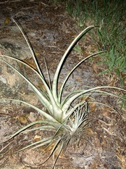 Tillandsia