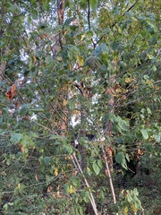 Crataegus douglasii