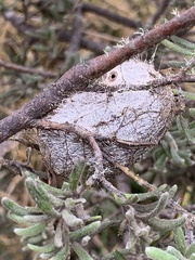 Opodiphthera eucalypti