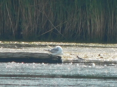 Calidris pusilla