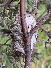 Opodiphthera eucalypti