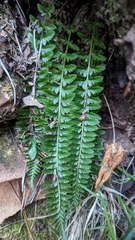 Polystichum scopulinum