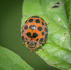 Henosepilachna vigintisexpunctata
