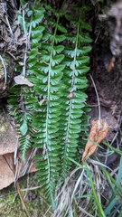 Polystichum scopulinum