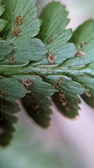 Polystichum scopulinum