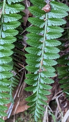 Polystichum scopulinum