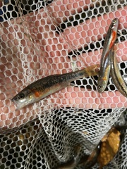 Clinostomus funduloides