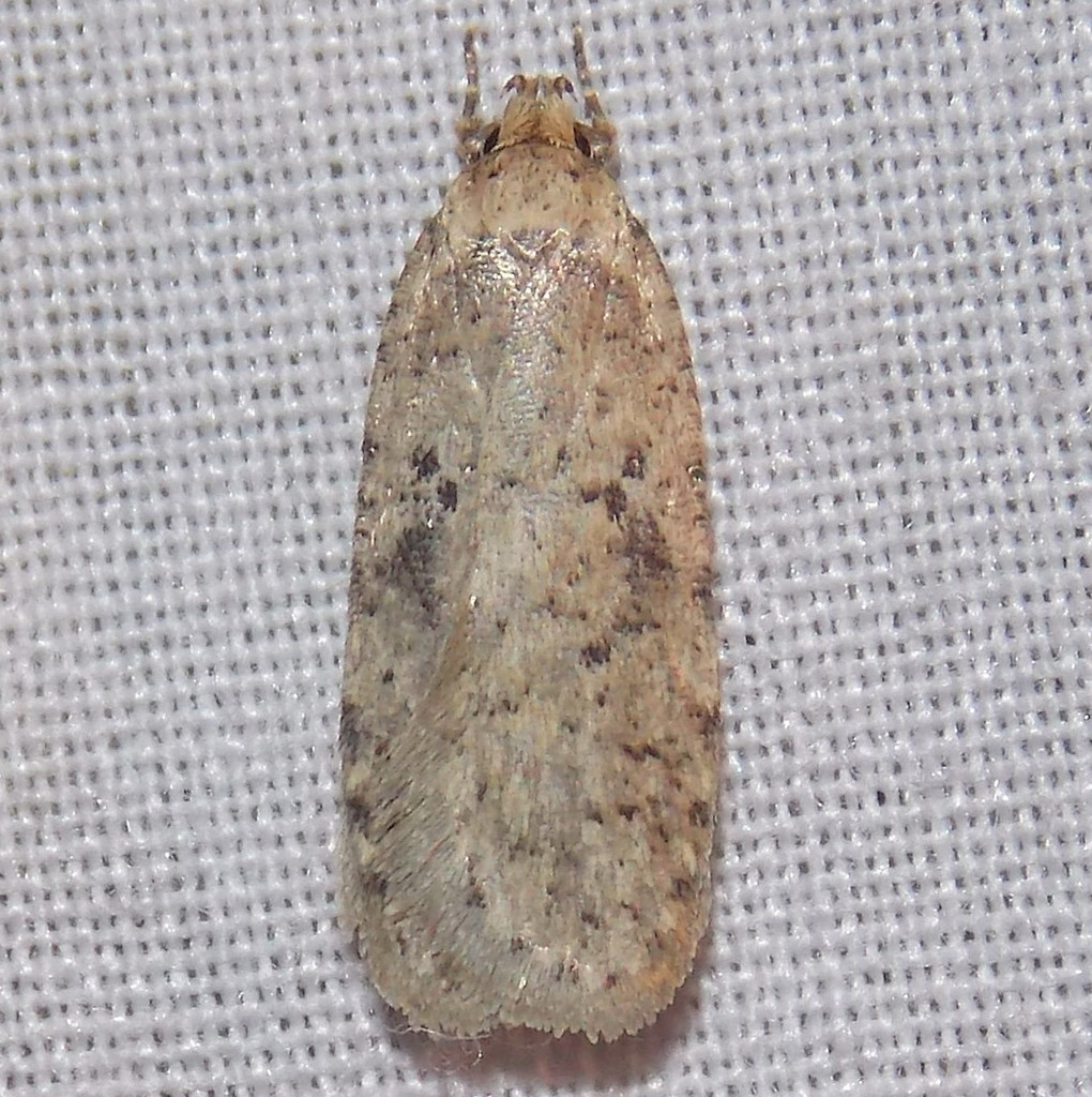 Canadian Agonopterix Moth