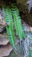 Polystichum scopulinum
