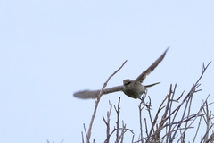 Cincloramphus mathewsi