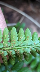 Polystichum scopulinum