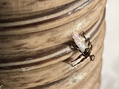 Hippoboscidae