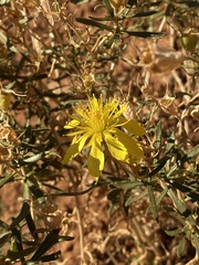 Mentzelia longiloba