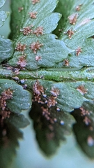 Polystichum scopulinum