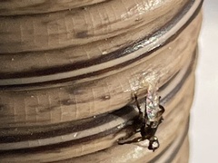 Hippoboscidae