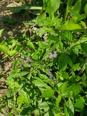 Cyrtocymura scorpioides