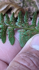 Polystichum scopulinum