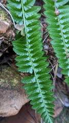 Polystichum scopulinum