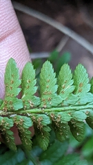 Polystichum scopulinum