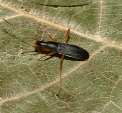 Cnemodus mavortius