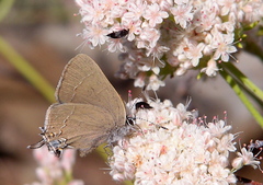 Satyrium ilavia