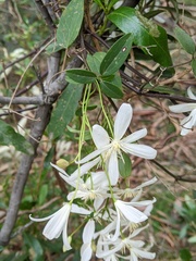 Clematis clitorioides