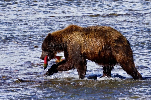 Brown Bear