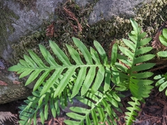 Polypodium calirhiza