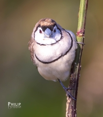 Stizoptera bichenovii