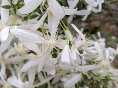 Clematis clitorioides