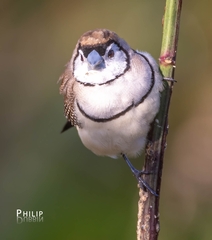 Stizoptera bichenovii