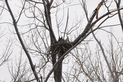 Great Horned Owl photographed in South Dakota