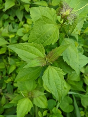 Chromolaena odorata