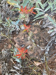 Castilleja linariifolia