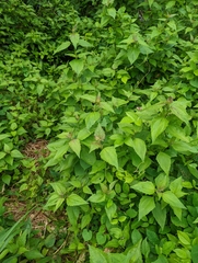 Chromolaena odorata