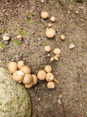 Apioperdon pyriforme