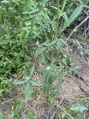 Florestina tripteris