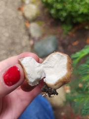 Apioperdon pyriforme