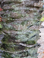 Lepraria finkii