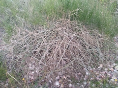 Euphorbia lomelii
