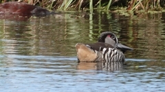 Malacorhynchus membranaceus