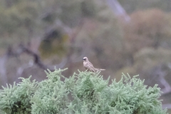 Cincloramphus cruralis