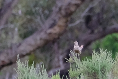 Cincloramphus cruralis