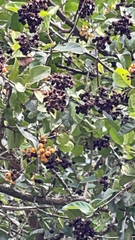 Ehretia anacua