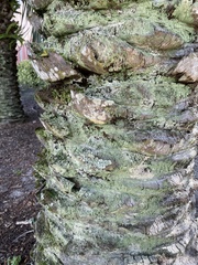 Lepraria finkii