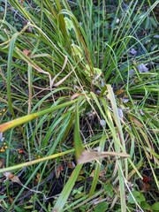 Scirpus