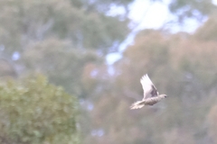 Cincloramphus cruralis