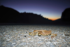 Pituophis catenifer deserticola