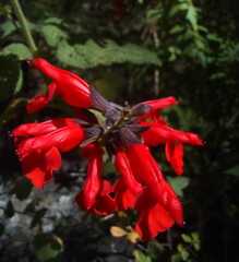 Salvia pulchella