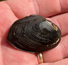 Pleurobema strodeanum